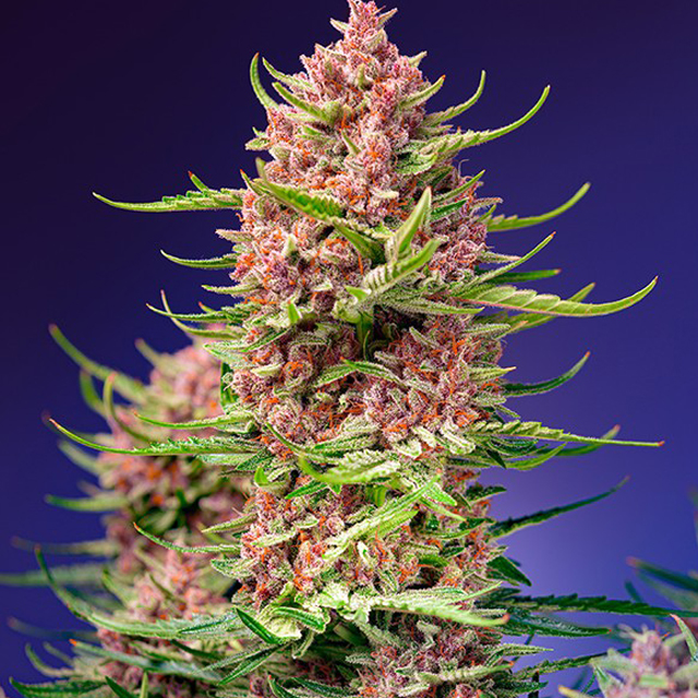 Buy Sweet Seeds Strawberry Cola Sherbet F1 Fast FEM