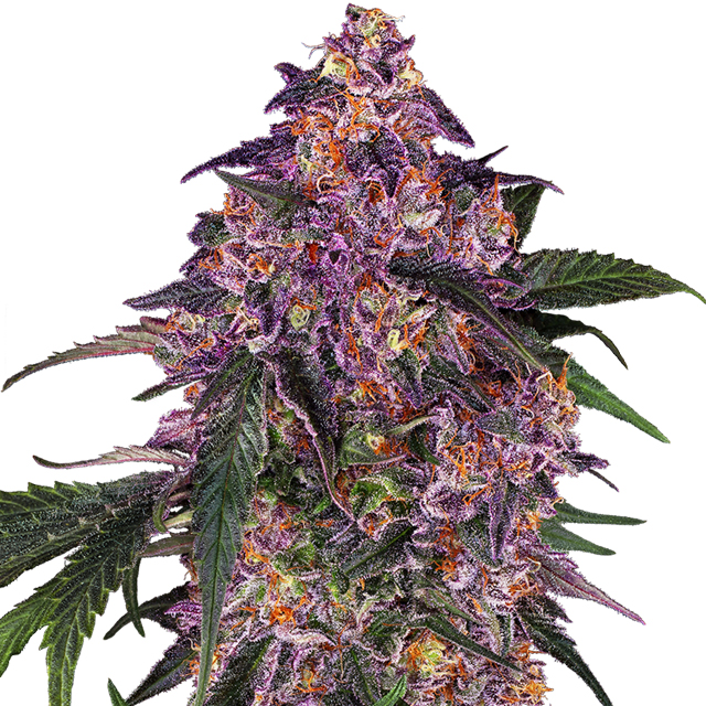 Buy Sensi Seeds Sensi Purple Kush FEM