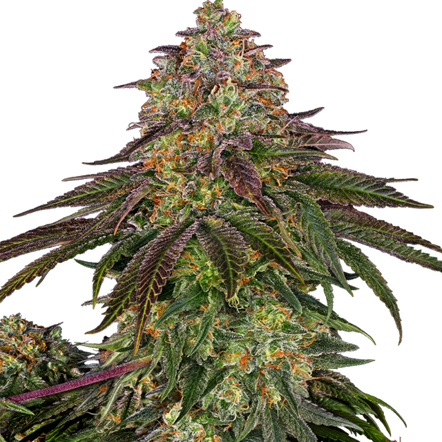 Buy Sensi Seeds Sweet Cherry Kush FEM