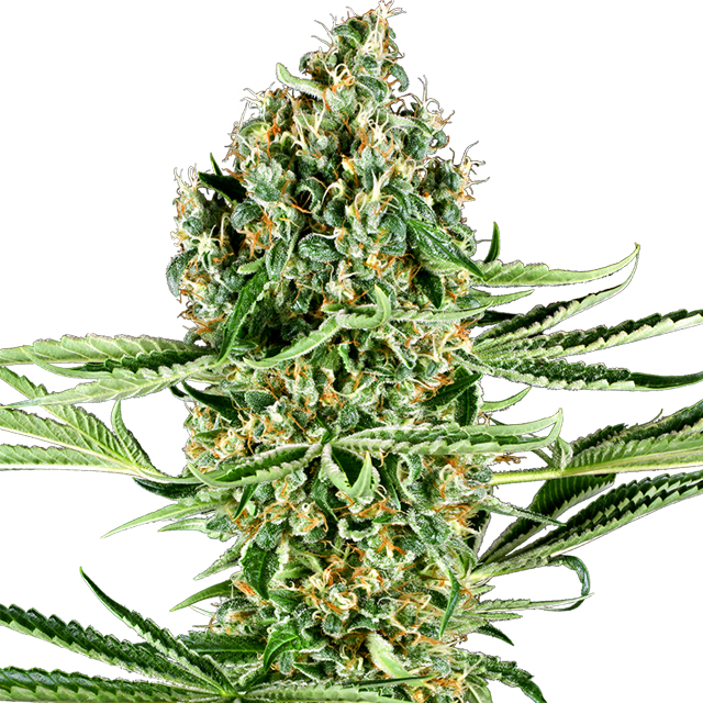 Buy Sensi Seeds Research Critical Runtz FEM