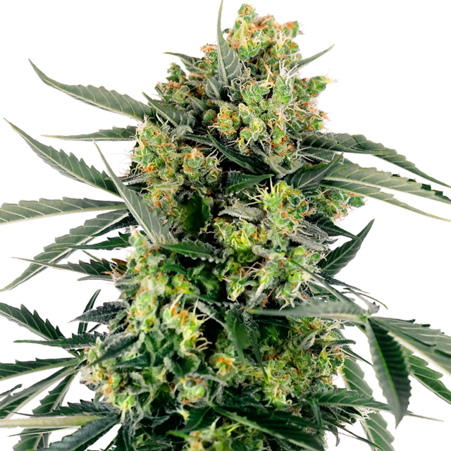 Buy Sensi Seeds Research Blueberry Zkittlez Auto FEM