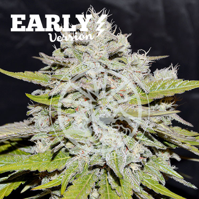 Buy Delicious Seeds Bay Burger Early FEM