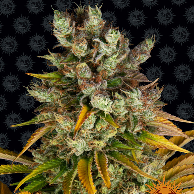 Buy Barneys Farm Seeds GMO FEM