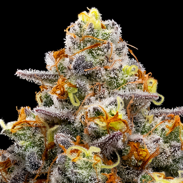 Purple Boost Highness