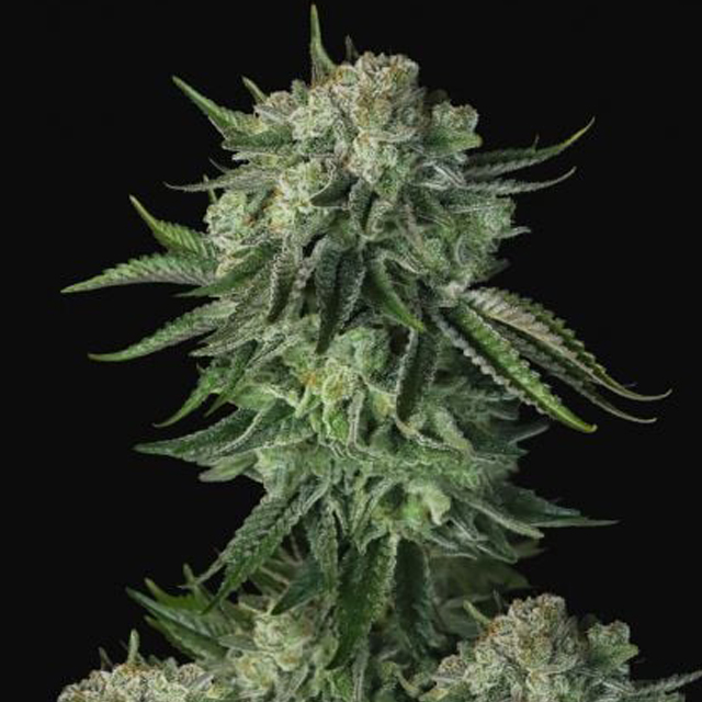 Buy Fast Buds Seeds Moby Dick Auto FEM