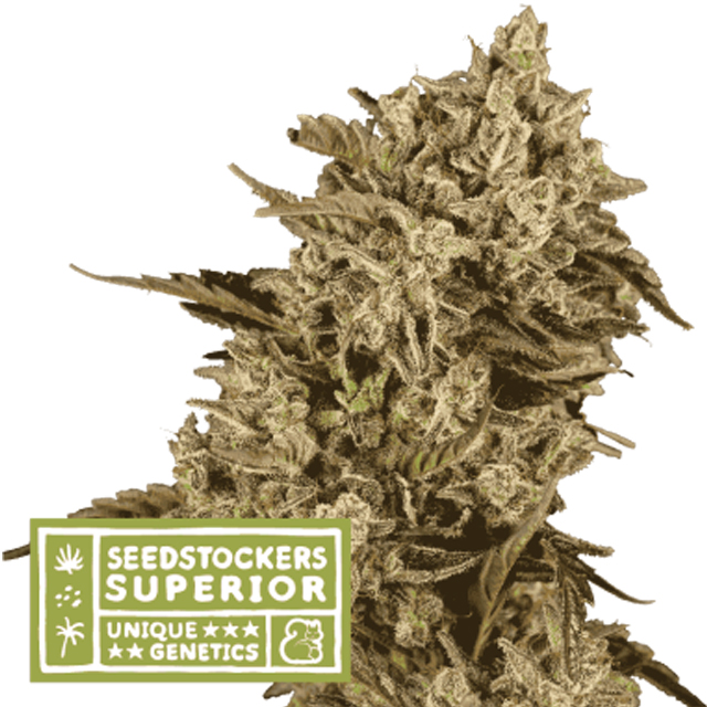 Buy Original Sensible Seeds  Apollo Black Cherry FEM