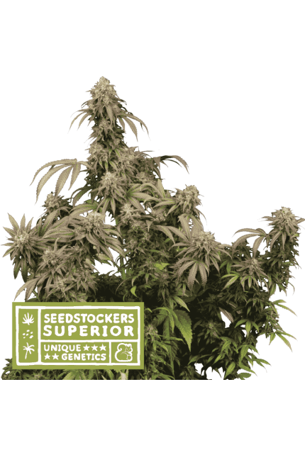 Buy Original Sensible Seeds  Mandarin Panties FEM