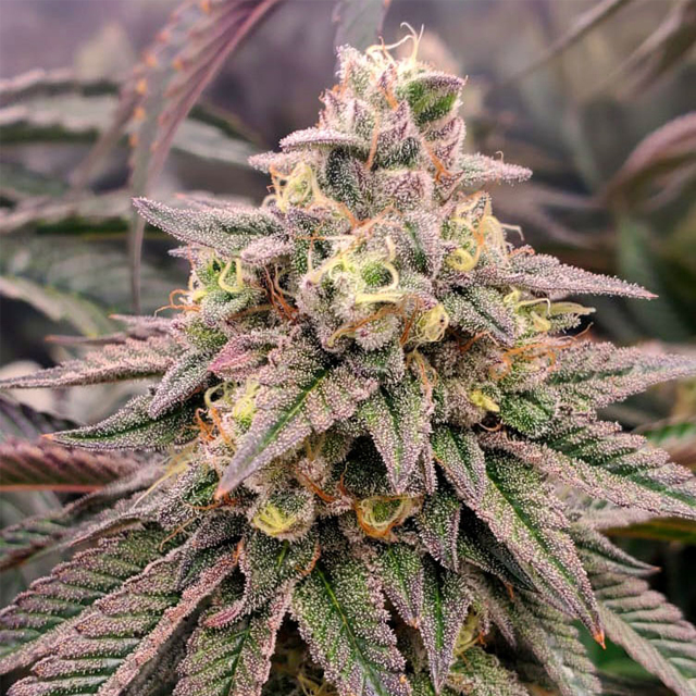 Buy Humboldt Seed Organization Forbidden Fruit Fast FEM