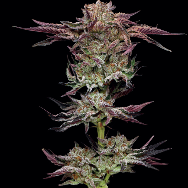 Buy Humboldt Seed Company Jelly Donutz FEM