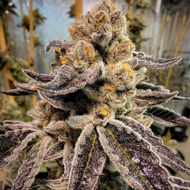 Buy Humboldt Seed Organization Black Rainbow Sherbet REG