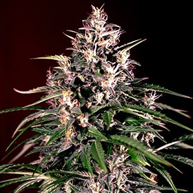 Buy G13 Labs Seeds Auto Dosi FEM