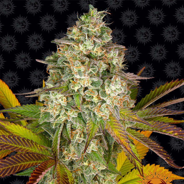 Buy Barneys Farm Seeds Cookies Kush Auto FEM