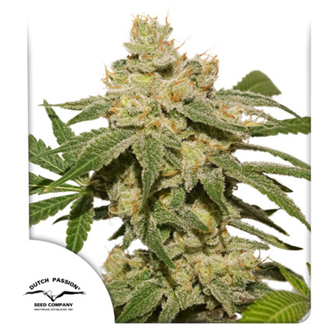 Buy Dutch Passion Seeds Auto Oh My Gusher FEM