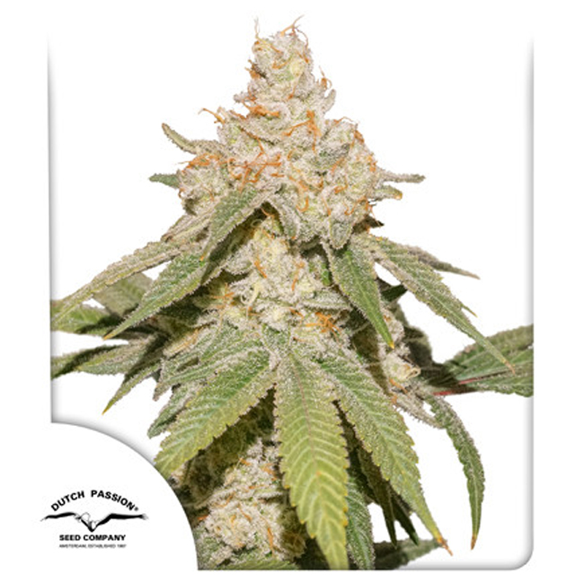 Buy Dutch Passion Seeds Auto SFV OG FEM