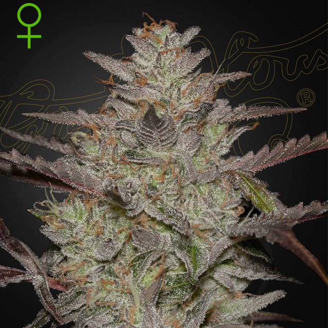 Buy Green House Seeds Alienz Auto FEM