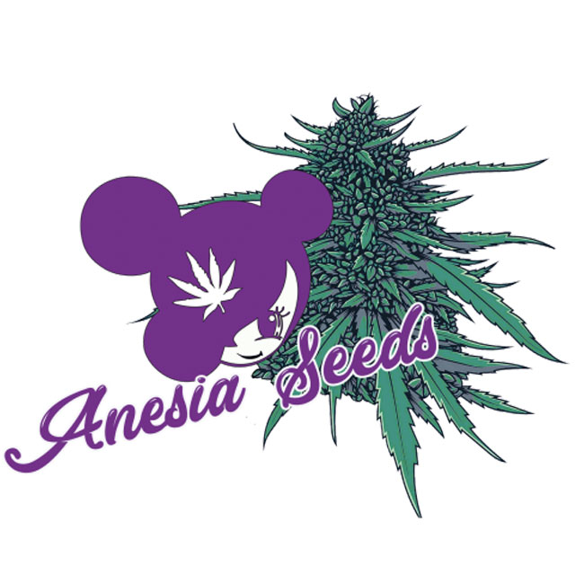 Buy Anesia Seeds Random Free Seed FEM