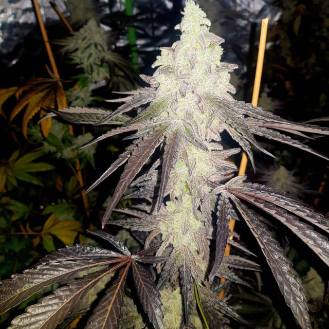 Buy Propaganja Seeds #167B Auto FEM