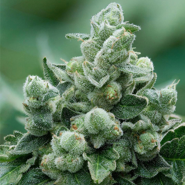 Buy Propaganja Seeds Avash-Avash FEM