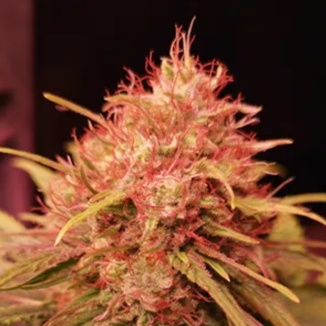 Buy Propaganja Seeds Fruity Gas FEM