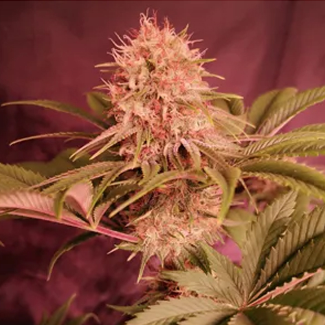 Buy Propaganja Seeds Menonite Zombie FEM