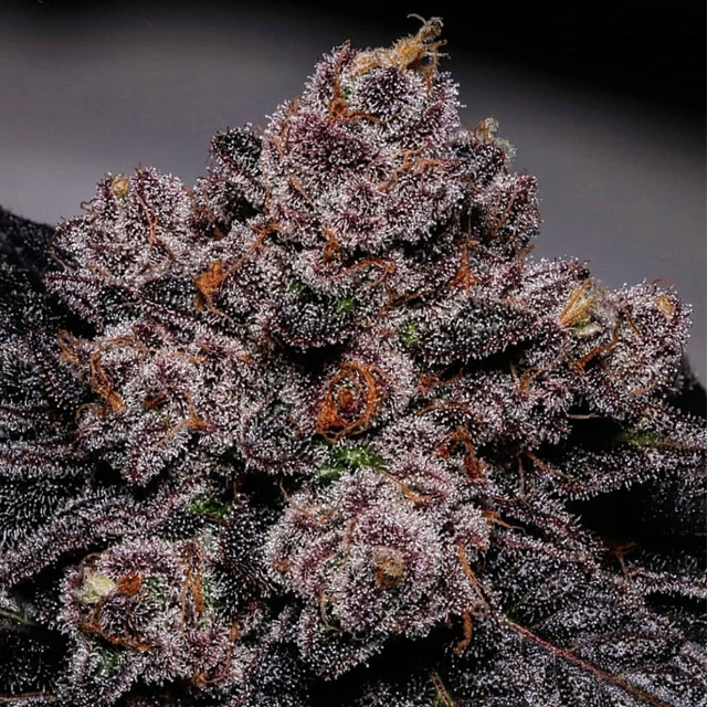 Buy Propaganja Seeds Slime Dessert AKA Baba FEM