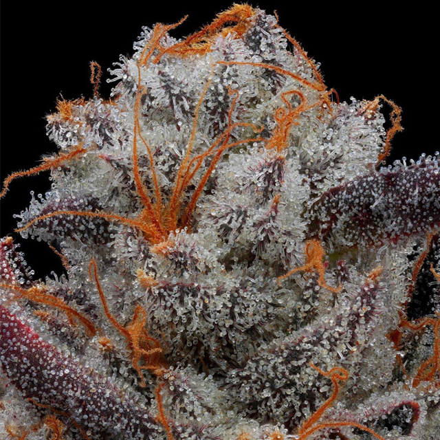 Buy Propaganja Seeds The Chupacabra FEM