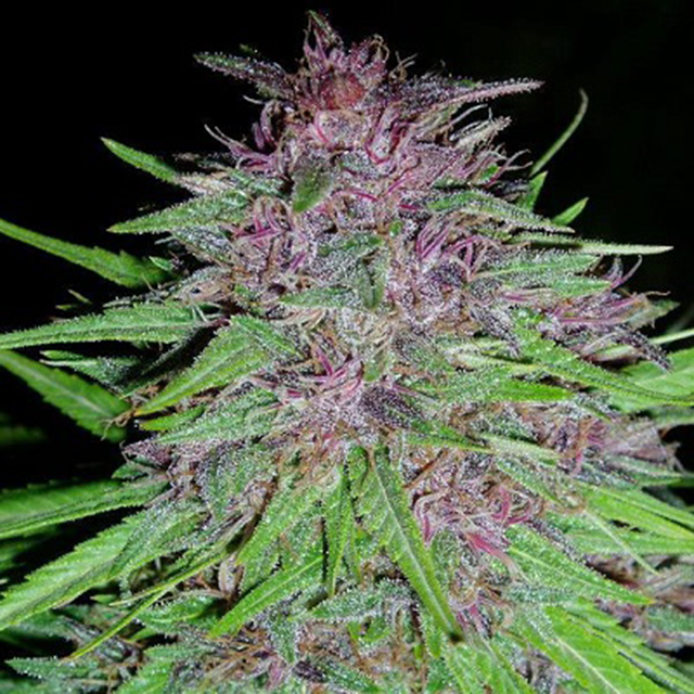Buy Ace Seeds Erdpurt FEM