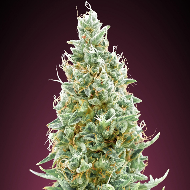 Buy Advanced Seeds Amnesia Fast FEM