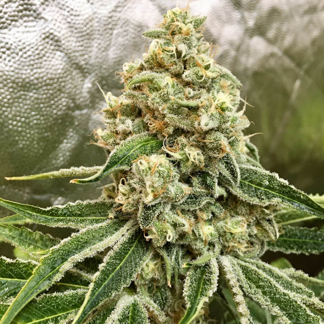 Buy Tramuntana Seeds Strawnana x Purple Punch FEM