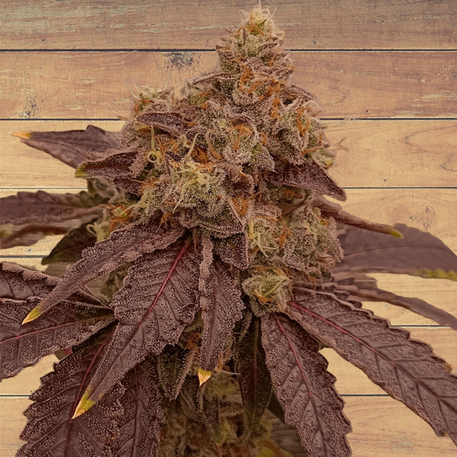 Buy Tramuntana Seeds Orange Mac x Purple Punch FEM