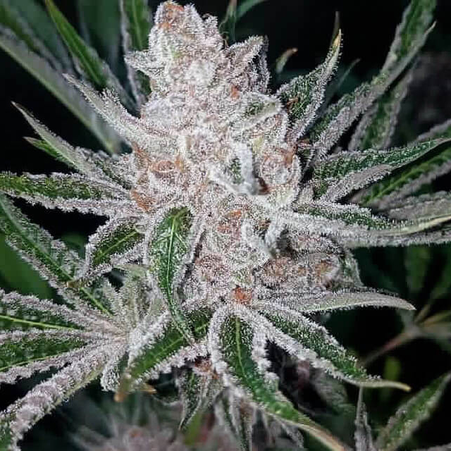 Buy Tramuntana Seeds Tropicanna Cookies x Purple Punch FEM