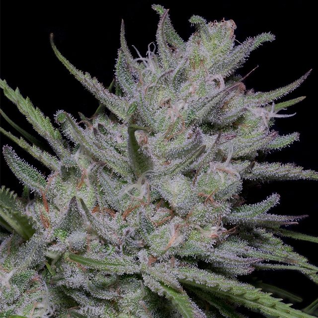 Buy Big Head Seeds Super Fast Auto FEM