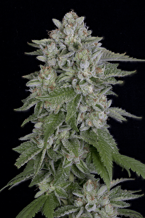 Buy Big Head Seeds Skywalka Cookies FEM