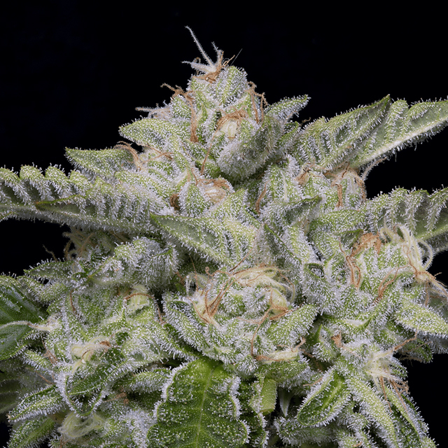 Buy Big Head Seeds Skywalka Ghost Kush FEM