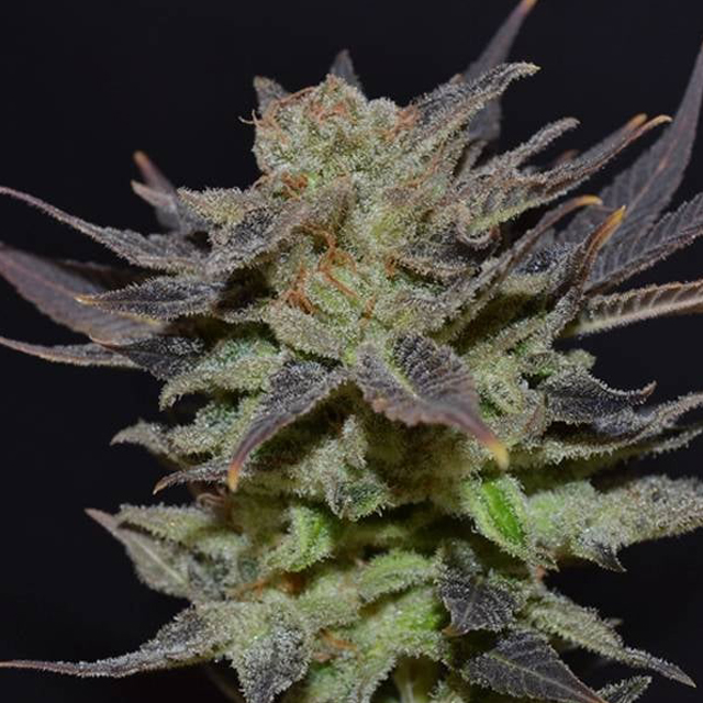 Buy CBD Seeds Auto Lavender FEM