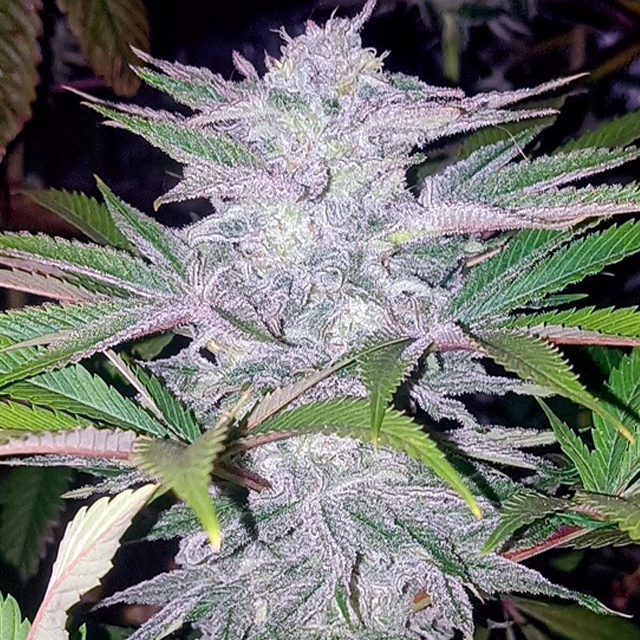 Buy Tramuntana Seeds Critical Cherry FEM