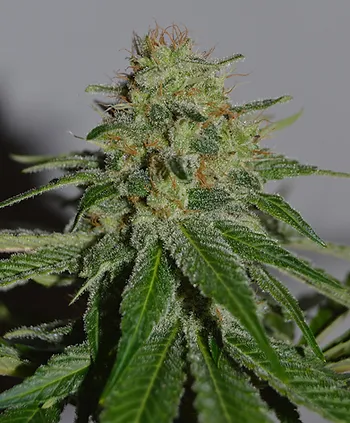 Buy Cream of the Crop Seeds Crop Doctor FEM