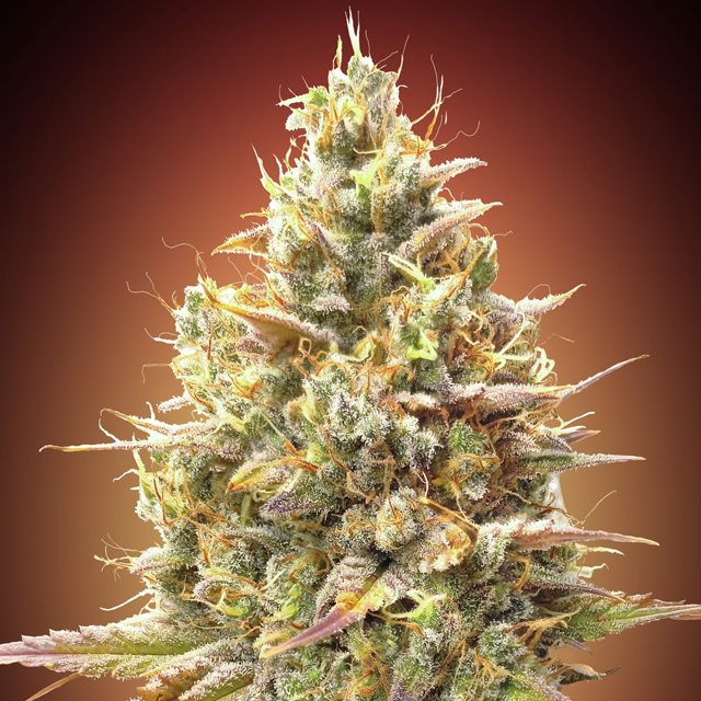 Buy Advanced Seeds Auto Strawberry Banana FEM