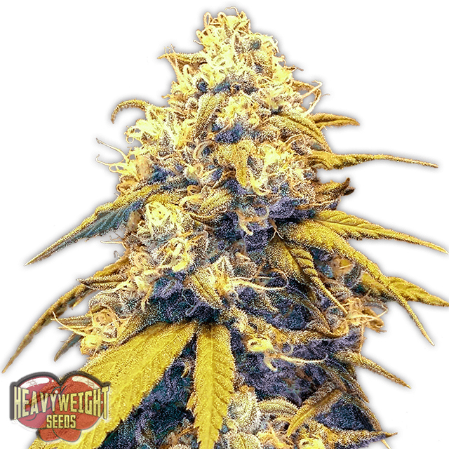 Buy Heavyweight Seeds Strawberry Cake Auto FEM