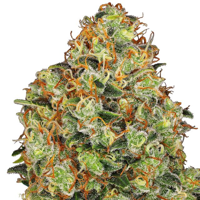 Buy Sensi White Label Seeds Sweet Tangerine Tango Auto FEM