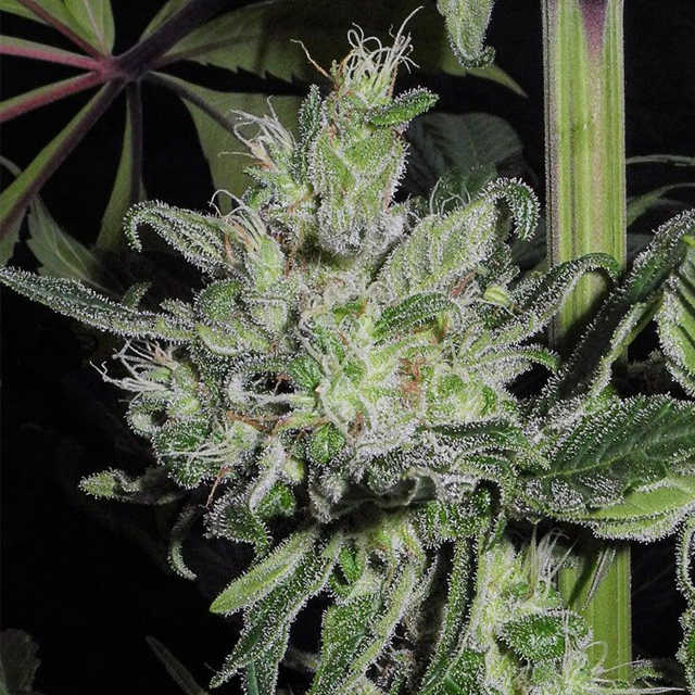 Buy Original Sensible Seeds  Satori FEM