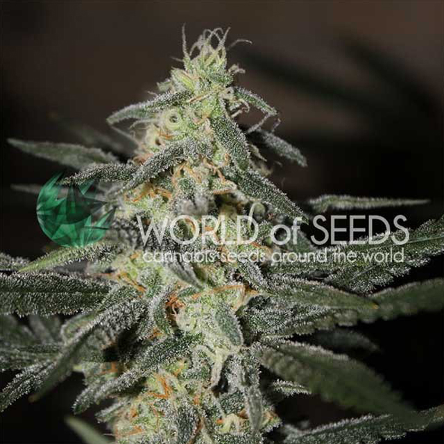 Buy World of Seeds Northern Light x Big Bud Early FEM