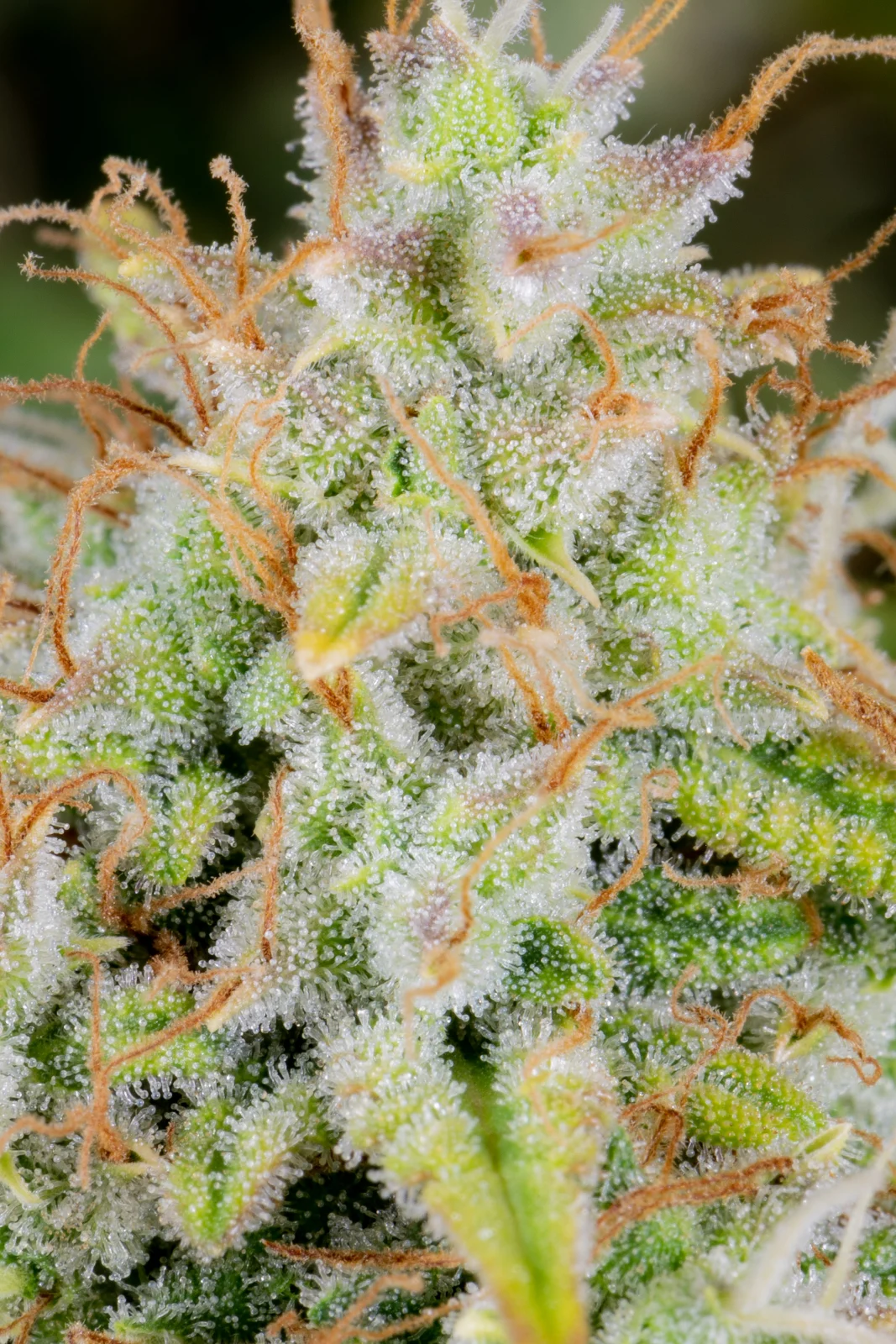 Buy Fast Buds Seeds Original Auto Cinderella FEM