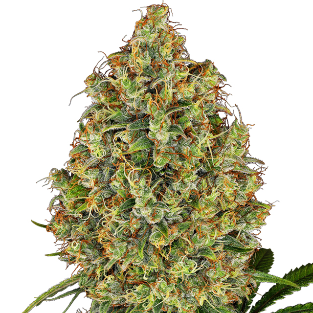 Buy Sensi White Label Seeds AK 420 FEM