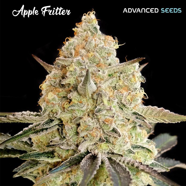 Buy Advanced Seeds Apple Fritter FEM