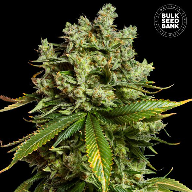 Buy Bulk Seed Bank Auto Mimosa Famosa FEM