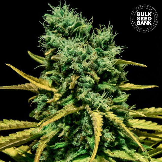 Buy Bulk Seed Bank Auto Hells Bells OG FEM