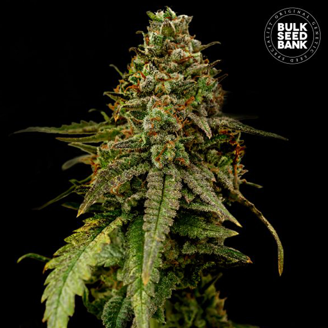 Buy Bulk Seed Bank Auto Coffe Rocket FEM