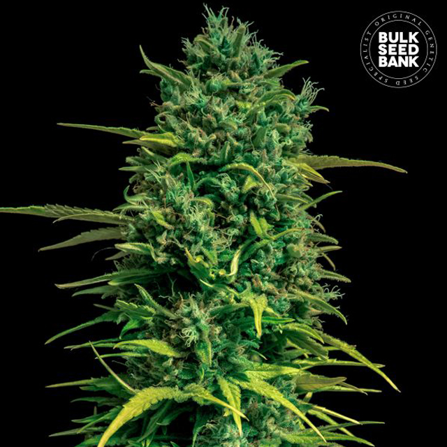 Buy Bulk Seed Bank Auto Tropical Coconut FEM