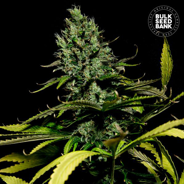 Buy Bulk Seed Bank Watermelon Jam FEM